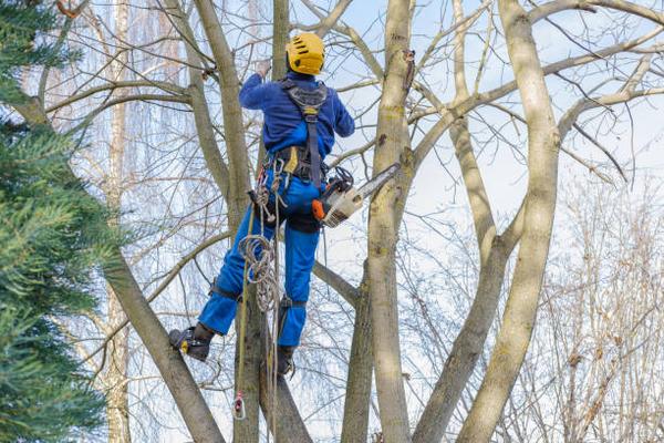 How to Identify Tree Diseases in Your Louisville Yard