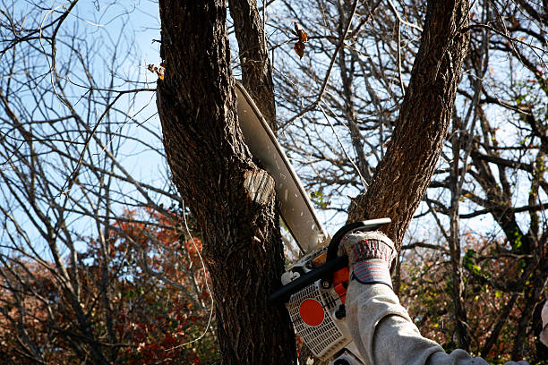 Expert South Tampa Tree Services for a Greener Tomorrow